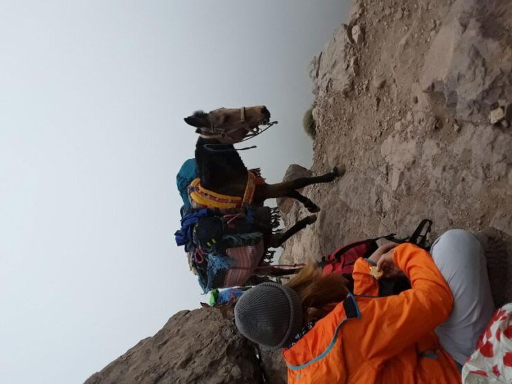 Day Trip by Mule in the Imlil Valley. - Booking Information