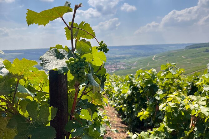 Day Trip by Van in Champagne Small Group of 8 - Van Tour Details