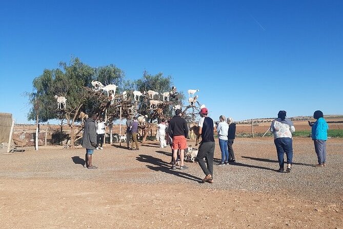 Day Trip Essaouira From Marrakesh - Good To Know