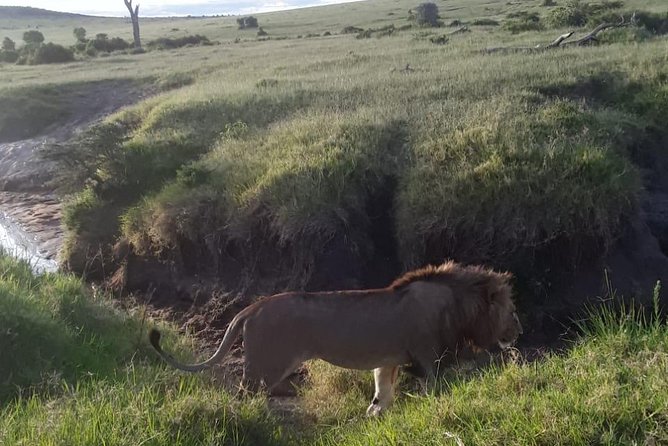 Day Trip Excursion Nairobi. - Meeting and Pickup Services