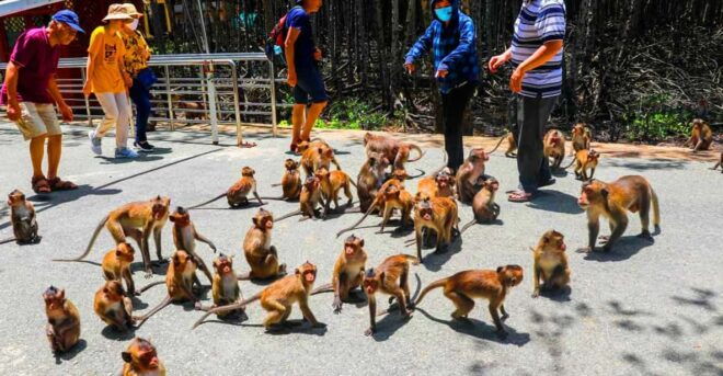 Day Trip: Explore the Can Gio Biosphere Reserve - Included Services