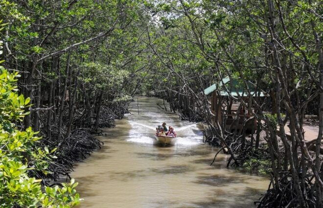 Day Trip: Explore the Can Gio Biosphere Reserve - Travel Tips