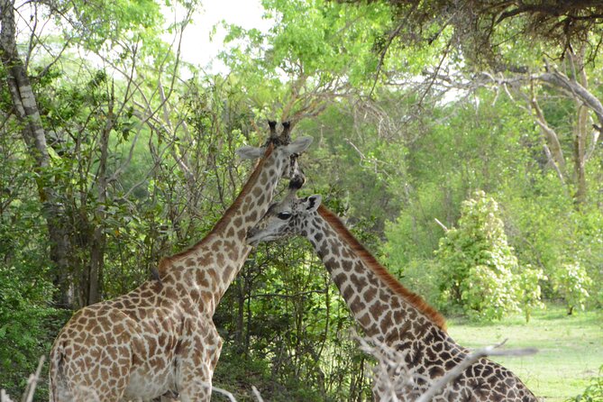 Day Trip Flying From Zanzibar to Mikumi National Park - Good To Know