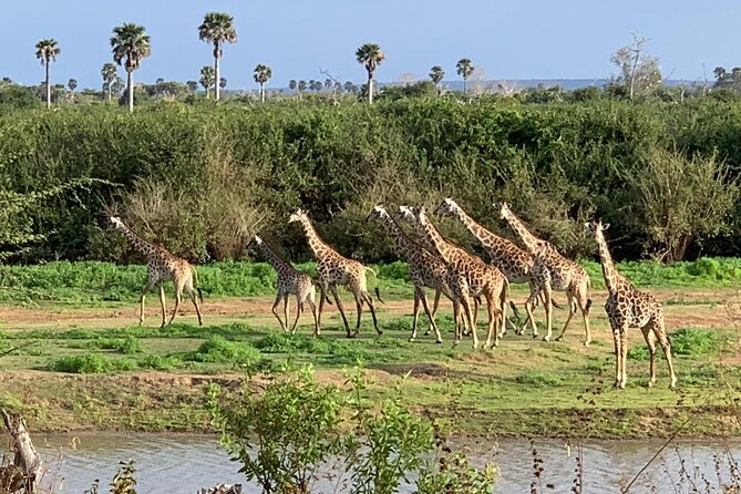 Day Trip Flying From Zanzibar to Mikumi National Park - Wildlife Safari Experience