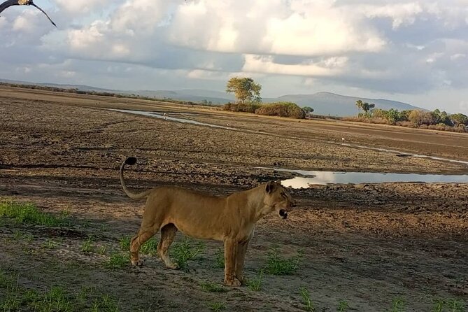 Day Trip Flying From Zanzibar to Mikumi National Park - Guided Tour Highlights