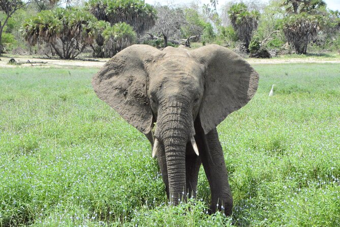 Day Trip Flying From Zanzibar to Mikumi National Park - Return Journey