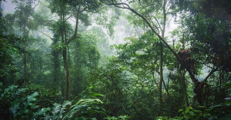 Day Trip for a Group to Cuc Phuong National Park - Trip Overview and Pricing