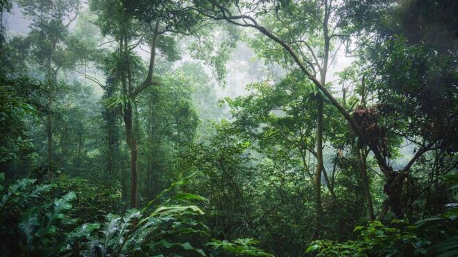 Day Trip for a Group to Cuc Phuong National Park - Language Options