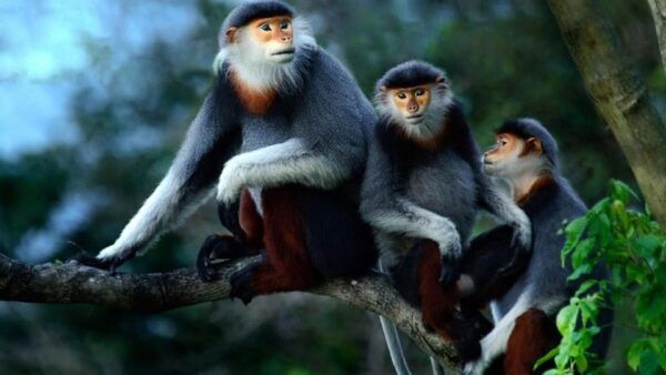 Day Trip for a Group to Cuc Phuong National Park - The Sum Up
