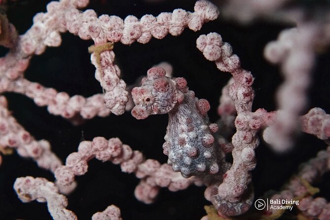 Day Trip for Certified Divers - 2 or 3 Dives in Tulamben (Pick up in South Bali) - Dive Sites in Tulamben