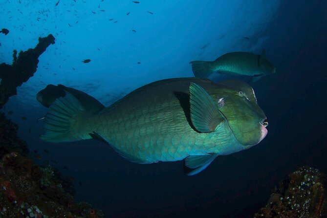 Day Trip for Certified Divers - 2 or 3 Dives in Tulamben (Pick up in South Bali) - Equipment Provided for Divers