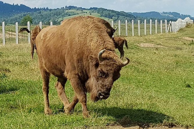 Day Trip From Brasov: Bison Reserve & Traditional Lunch - Tour Details