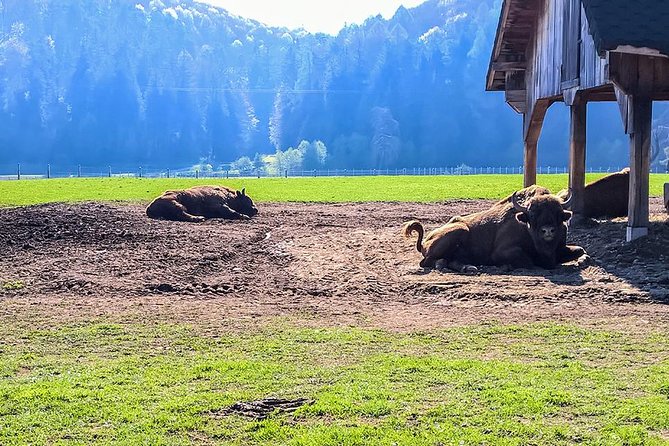 Day Trip From Brasov: Bison Reserve & Traditional Lunch - Price Information