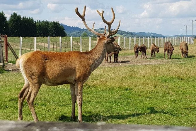 Day Trip From Brasov: Bison Reserve & Traditional Lunch - Customer Reviews