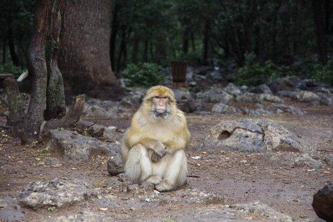 Day Trip From Fez to Middle Atlas Mountain - Admiring Views Over Dait Aoua Lake