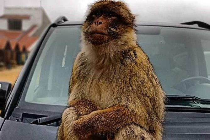 Day Trip From Fez To The Middle Atlas Mountain IMOUZAR IFRANE AZROU( Private ) - Frequently Asked Questions