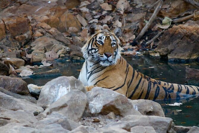Day Trip from Jaipur to Ranthambore Safari - What’s Included and What’s Not