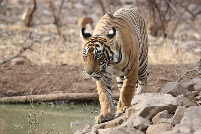 Day Trip from Jaipur to Ranthambore Safari - Is This Tour for You?