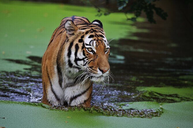 Day Trip from Jaipur to Ranthambore with Tiger Safari - Good To Know