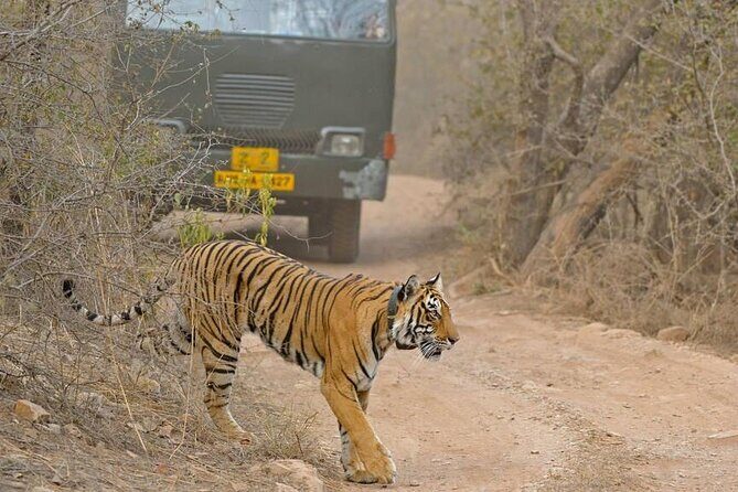 Day Trip from Jaipur to Ranthambore with Tiger Safari - Practical Tips for the Tour