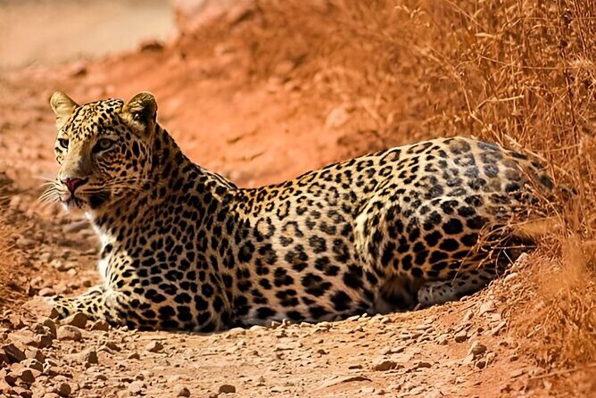 Day Trip from Jaipur to Ranthambore with Tiger Safari - Who Should Consider This Tour?