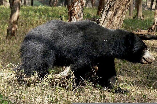 Day Trip from Jaipur to Ranthambore with Tiger Safari - The Sum Up