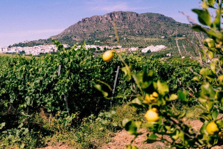 Day Trip From Malaga: Wine Tasting and Vineyard Experience - Activity Details