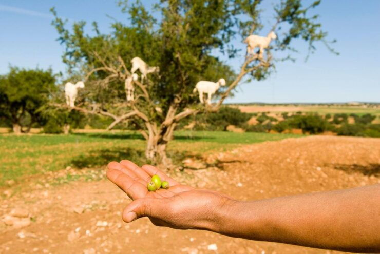 Day Trip From Marrakech To Essaouira - Booking Details