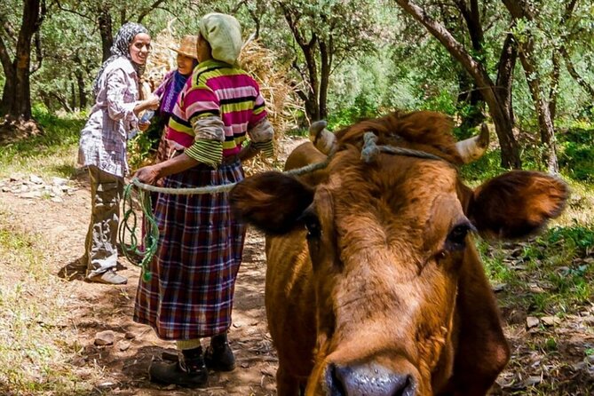 Day Trip From Marrakech to Imlil Valley Visit Waterfalls Berber - Enjoying a Delicious Local Lunch