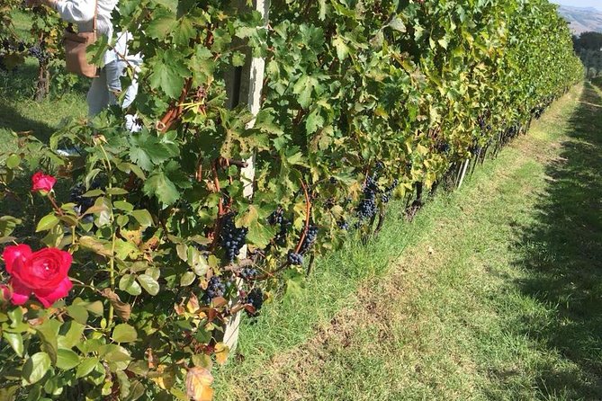 Day-Trip From Rome to Montepulciano&Pienza With Wine Tasting - Common Questions