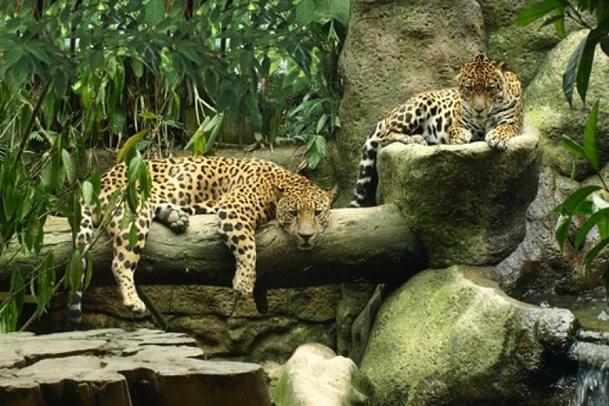 Day Trip From San Jose to Coffee Plantations & La Paz Waterfall Gardens - Reviews Overview