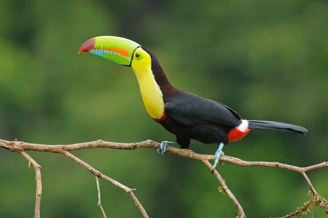 Day Trip From San Jose to La Paz Waterfall Gardens & Safari in Sarapiqui River - Traveler Experiences