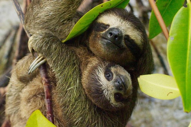 Day Trip From San Jose to Sloths & Other Wildlife Rescue Center - Wildlife Heritage Experience