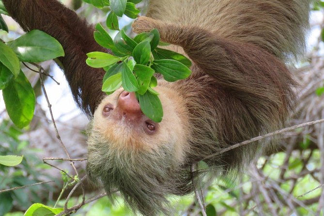 Day Trip From San Jose to Sloths & Other Wildlife Rescue Center - Pick-Up and Cancellation Policy