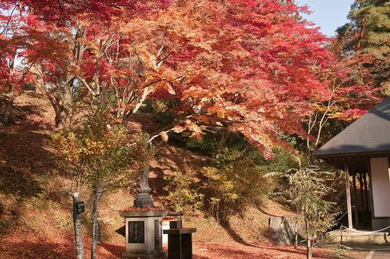 Day Trip from Sendai: Chuson-ji Temple Konjikido & Geibikei Gorge Cruise (Special Lunch Included) - What the guide and group size mean