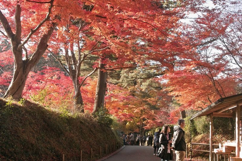 Day Trip from Sendai: Chuson-ji Temple Konjikido & Geibikei Gorge Cruise (Special Lunch Included) - Who should book this day trip?