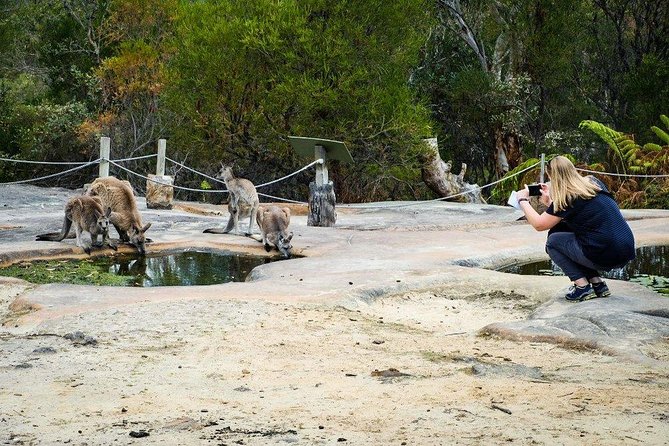 Day Trip From Sydney Wines, Wildlife and Rock Engravings in a Day - The Sum Up