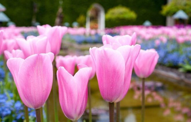 Day Trip From Vancouver to Victoria and Butchart Gardens - Tour Guide and Transportation