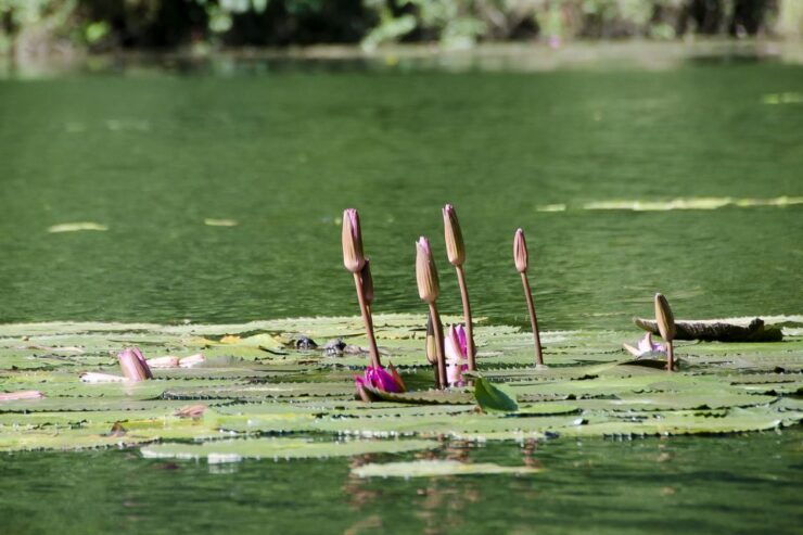 Day Trip: Hoa Lu, Trang An, Mua Cave With Transfer - Activity Details