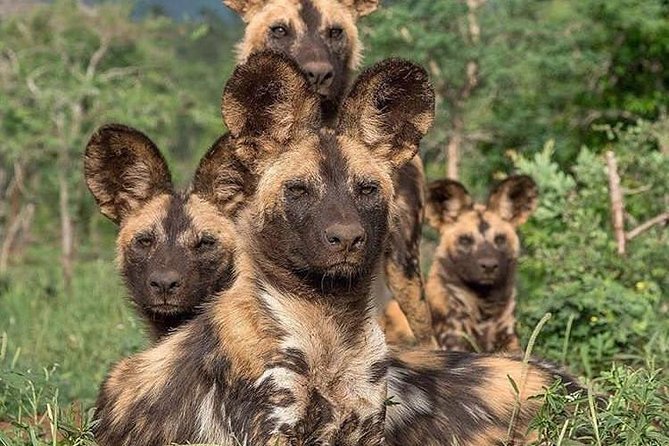 Day Trip in Arusha National Park - Accessibility Details