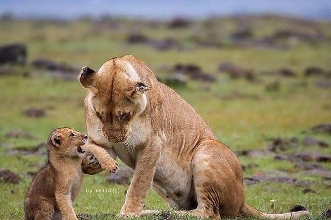 Day Trip in Arusha National Park - What To Expect