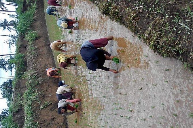 Day Trip in Local Life of Sasak Tribe - Sasak Tribe Culture