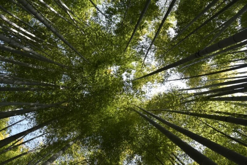 Day Trip Kamakura from Tokyo with National Licensed Guide - FAQs