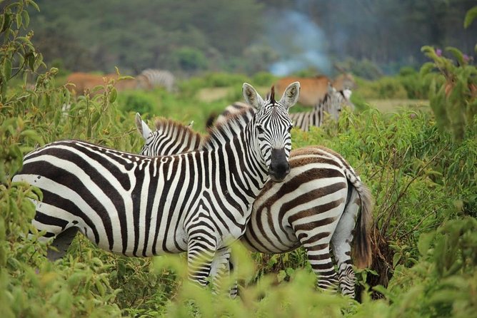Day Trip - Lake Nakuru National Park Tour From Nairobi - Tour Inclusions