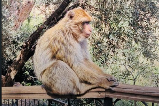 Day Trip - Marrakesh > Ouzoud Falls - Frequently Asked Questions