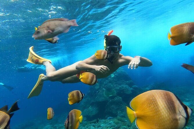 Day Trip: Nusa Penida Snorkling - Good To Know