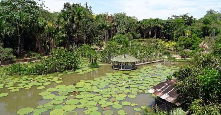 Day Trip on the Amazon River. - Activity Details