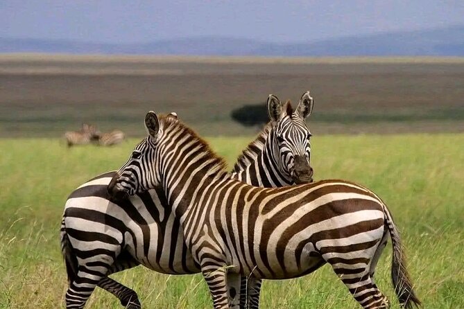 Day Trip Safari to Mikumi National Park - Good To Know