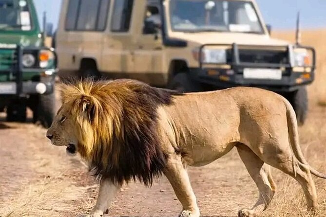 Day Trip Safari to Mikumi National Park - Itinerary Overview