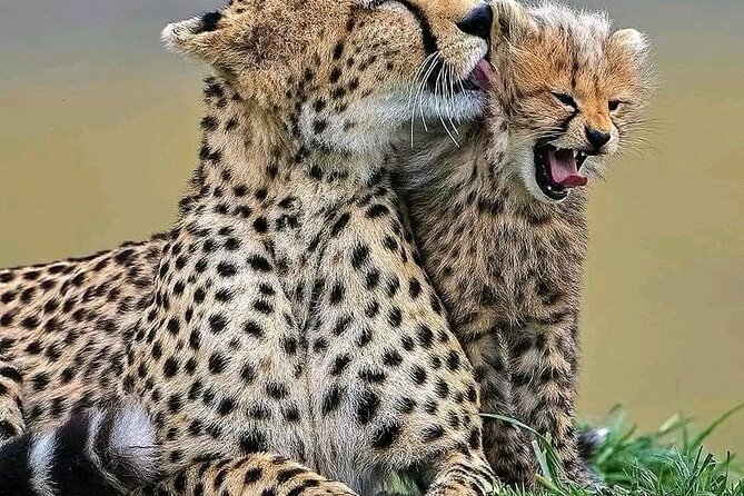 Day Trip Safari to Mikumi National Park - Booking Process
